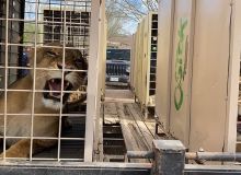 Bioparc Mazatlán se proyecta como santuario de vida silvestre en Latinoamérica