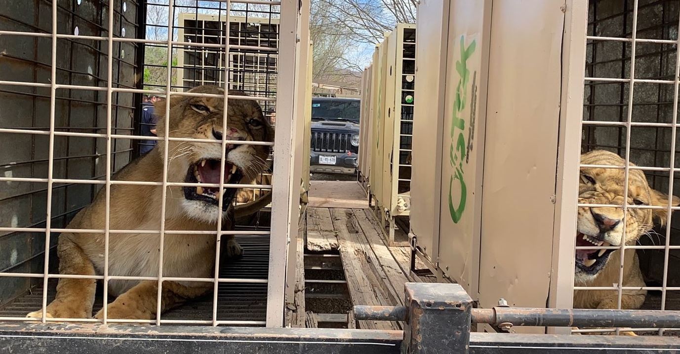 violencia ostok felinos