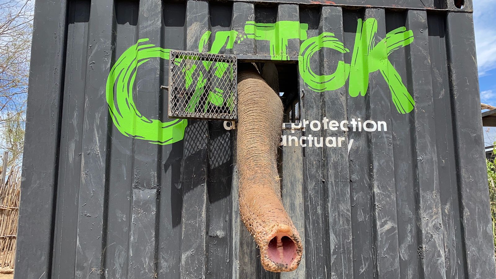 violencia ostok trompa2